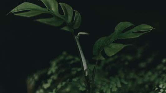 CognatiQ: Rapid Cognitive Enhancement from Nature