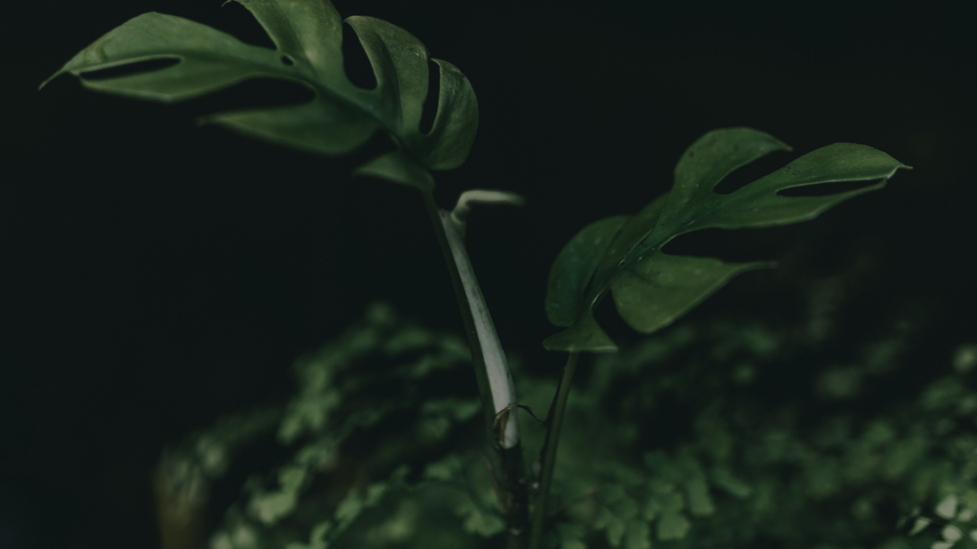 L-Theanine: The Calm Focus Advantag